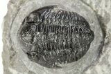 Detailed Gerastos Trilobite Fossil - Morocco #242769-1
